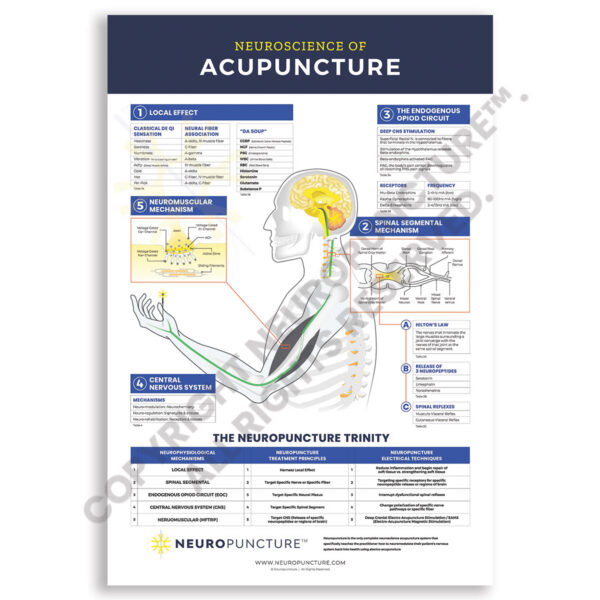 Neuropuncture Clinical Wall Chart – Neuroscience of Acupuncture