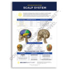 Neuropuncture Clinical Wall Chart - Neuropuncture Scalp System